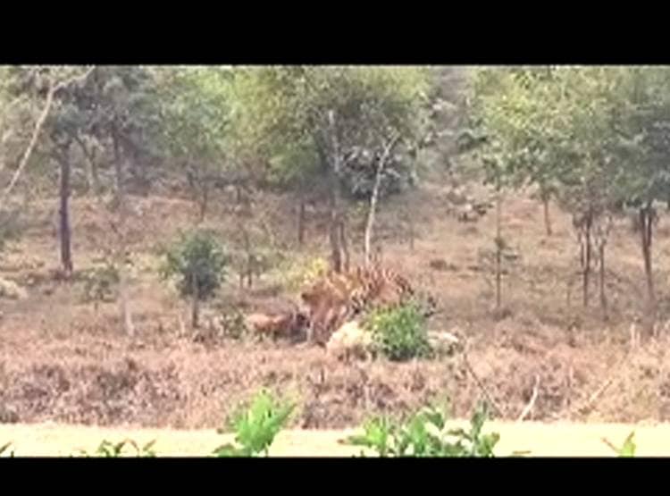 बाघ ने क‍िया बाघिन 'दाम‍िनी' पर हमला, गर्दन तोड़ कर ली जान