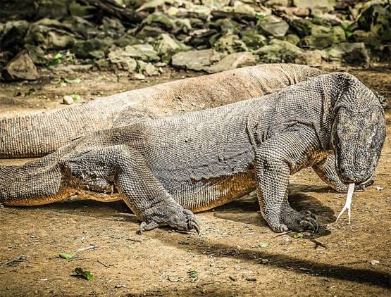 वाइल्ड लाइफ शो में कैमरे को मादा समझ ड्रैगन करने लगा सेक्स, फिर..