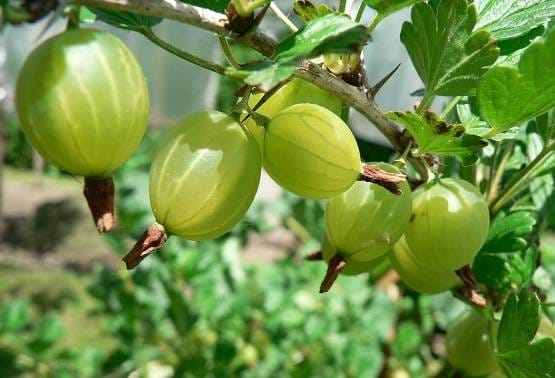 सपने में दिख जाएं ये 15 चीजें, तो समझिए खुल जाएगी आपकी किस्मत