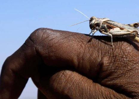 पाकिस्तानी संकट पहुंचा राजस्थान, किसान परेशान- हरकत में मोदी सरकार