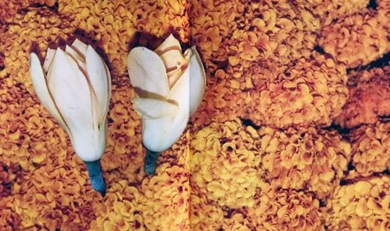 पुस्तक समीक्षा: फूलों से महकती भारतीय संस्कृति की कहानी है ‘फ्लावर शॉवर’