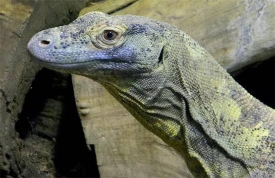 वाइल्ड लाइफ शो में कैमरे को मादा समझ ड्रैगन करने लगा सेक्स, फिर..