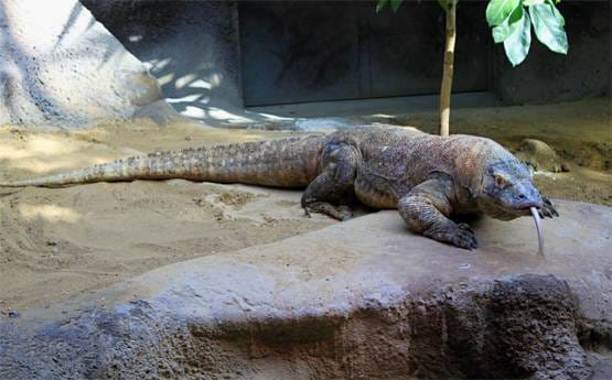 वाइल्ड लाइफ शो में कैमरे को मादा समझ ड्रैगन करने लगा सेक्स, फिर..