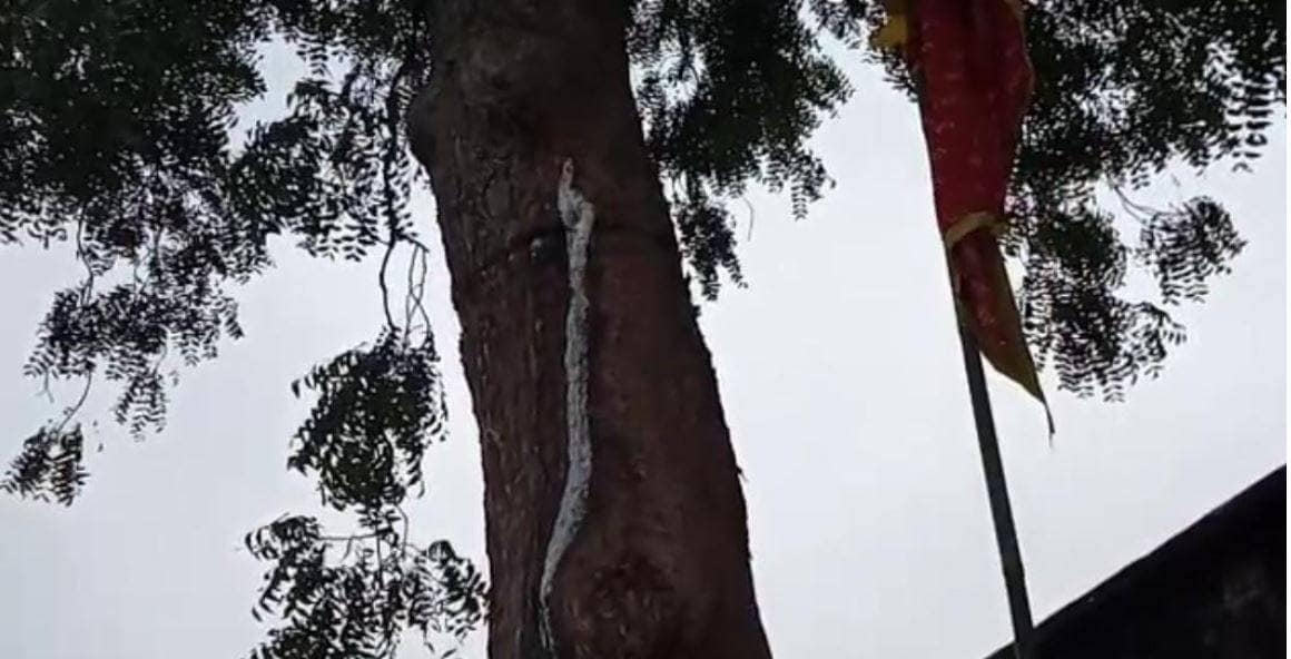 अंधविश्वास, रामगढ़ में चमत्कार मानकर नीम के पेड़ की पूजा करने लगे लोग