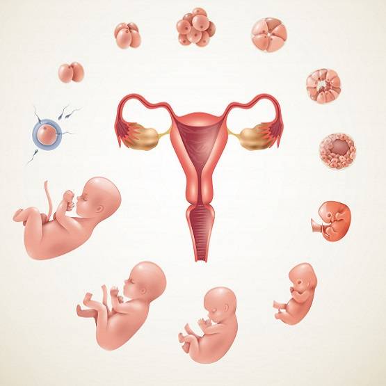 पुरुषों का स्पर्म काउंट बढ़ाएगी ये एक चीज, डाइट में करें शामिल