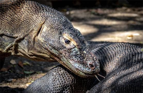 वाइल्ड लाइफ शो में कैमरे को मादा समझ ड्रैगन करने लगा सेक्स, फिर..