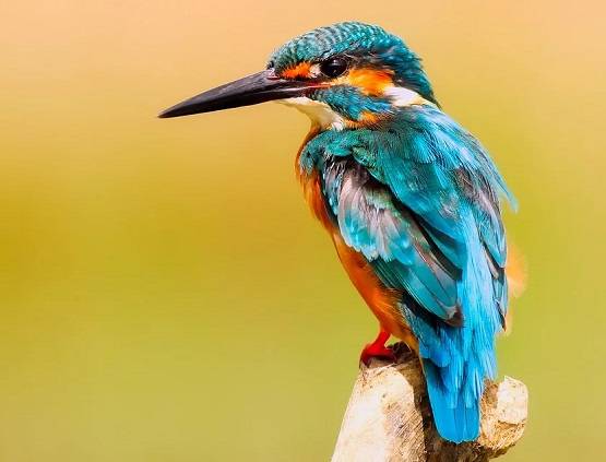 सपने में दिख जाएं ये 15 चीजें, तो समझिए खुल जाएगी आपकी किस्मत