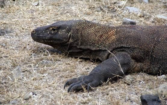 वाइल्ड लाइफ शो में कैमरे को मादा समझ ड्रैगन करने लगा सेक्स, फिर..