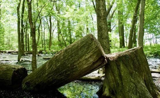 Basant Panchami पर नहीं करने चाहिए ये काम, मां सरस्वती हो जाएंगी नाराज