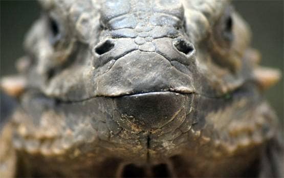 वाइल्ड लाइफ शो में कैमरे को मादा समझ ड्रैगन करने लगा सेक्स, फिर..