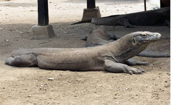 वाइल्ड लाइफ शो में कैमरे को मादा समझ ड्रैगन करने लगा सेक्स, फिर..