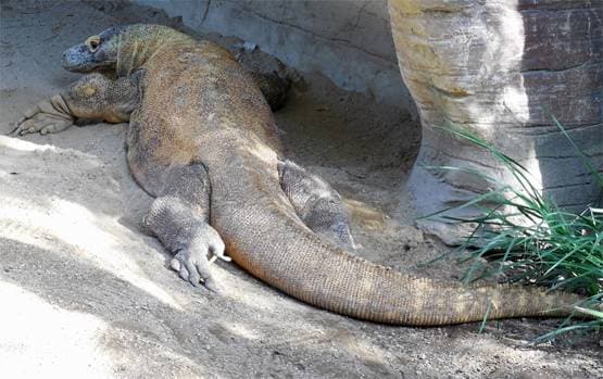 वाइल्ड लाइफ शो में कैमरे को मादा समझ ड्रैगन करने लगा सेक्स, फिर..