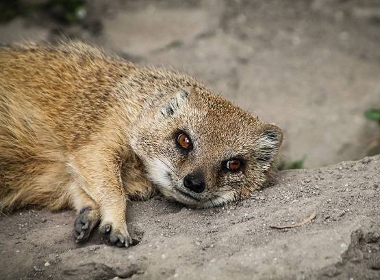 सपने में दिख जाएं ये 15 चीजें, तो समझिए खुल जाएगी आपकी किस्मत