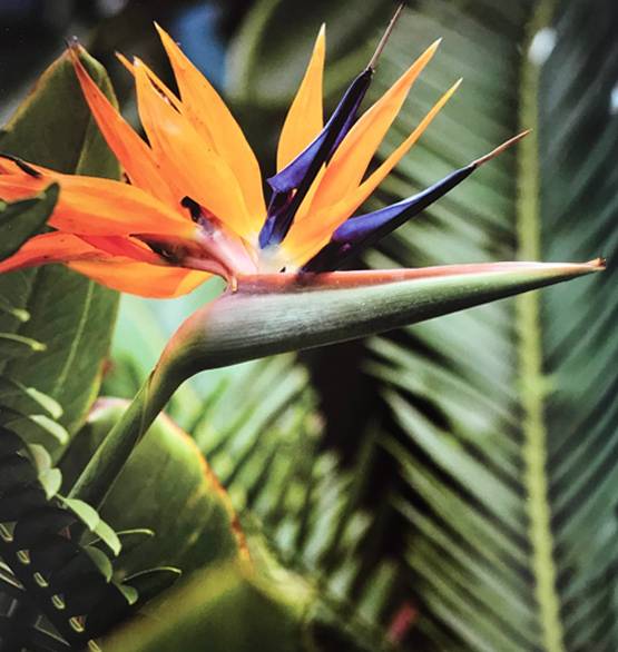 पुस्तक समीक्षा: फूलों से महकती भारतीय संस्कृति की कहानी है ‘फ्लावर शॉवर’