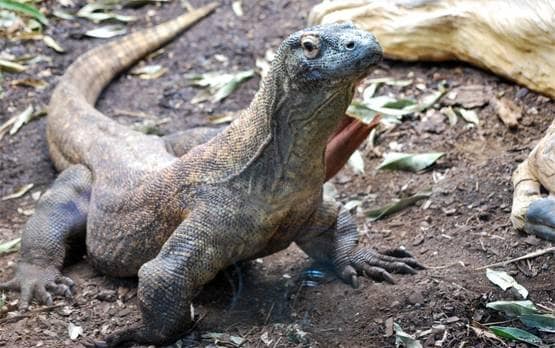 वाइल्ड लाइफ शो में कैमरे को मादा समझ ड्रैगन करने लगा सेक्स, फिर..