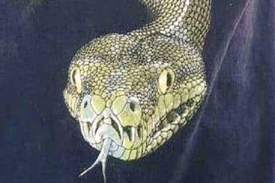 बच्चे की टी-शर्ट पर अजगर, एयरपोर्ट पर देख अधिकारियों के उड़े होश