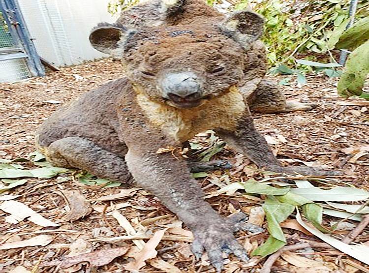 जल गया कंगारू, भागते-भागते राख के बुत बन गए ये जानवर