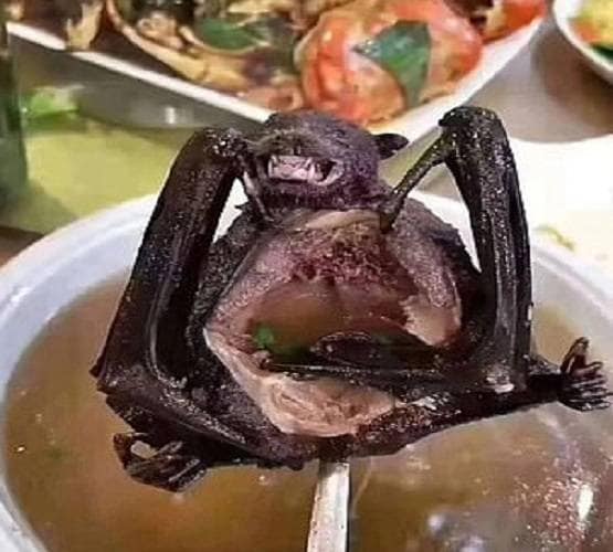 चमगादड़ खाकर लड़की ने दुनिया में फैलाया कोरोना वायरस? क्या है सच्चाई..