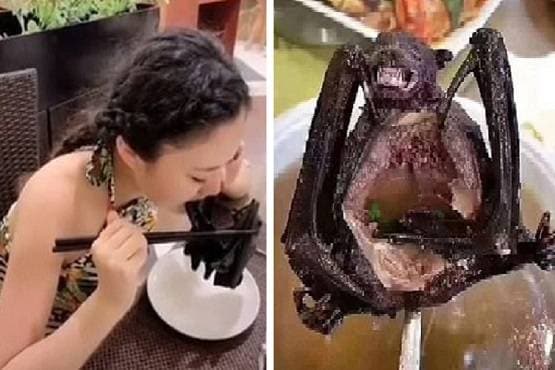 चमगादड़ खाकर लड़की ने दुनिया में फैलाया कोरोना वायरस? क्या है सच्चाई..