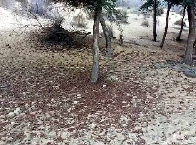 PAK से आई आसमानी आफत, राजस्थान के इस जिले में मचा हड़कंप