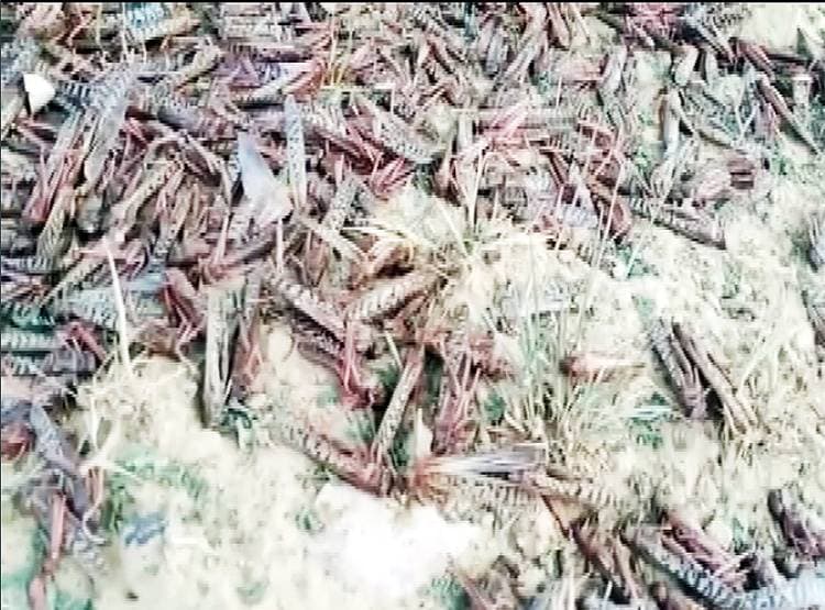 PAK से आई आसमानी आफत, राजस्थान के इस जिले में मचा हड़कंप