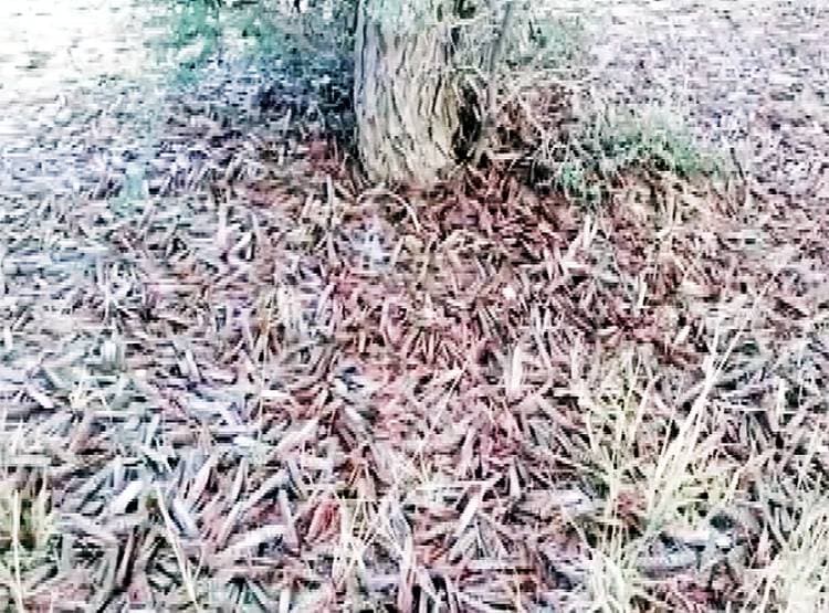 PAK से आई आसमानी आफत, राजस्थान के इस जिले में मचा हड़कंप