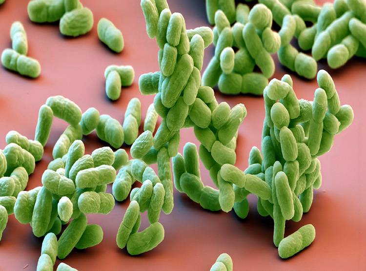 वैज्ञानिकों ने बनाया 'जिंदा कॉन्क्रीट', यह खुद ही भर देगा दीवारों की दरारें