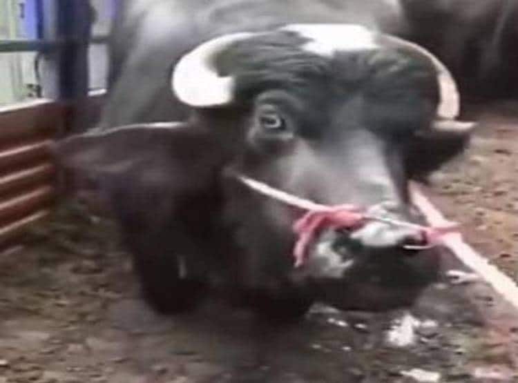 प्रेग्नेंट भैस को ले जा रहा था कसाई, फिर ऐसे बची जान