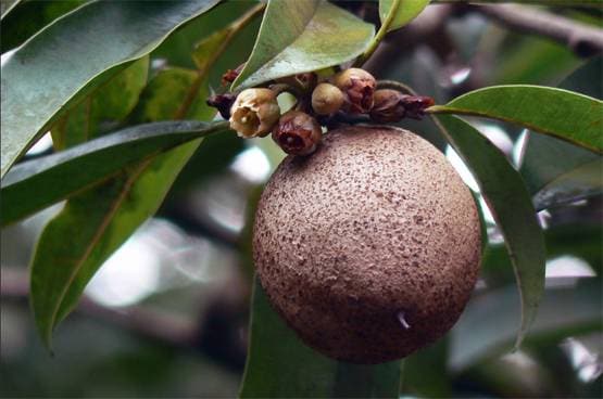अपनी डाइट में शामिल करें ये 20 चीजें, पूरे साल रहेंगे फिट