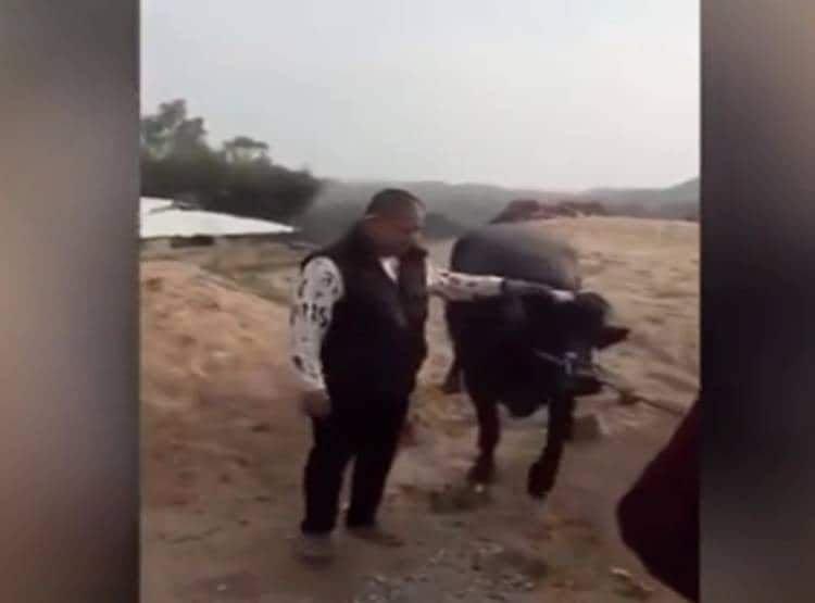 प्रेग्नेंट भैस को ले जा रहा था कसाई, फिर ऐसे बची जान