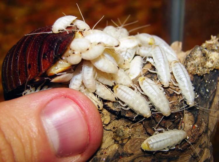 इस देश के लोग पीते हैं कॉक्रोच सूप, बनती है दवा, रहते हैं स्वस्थ