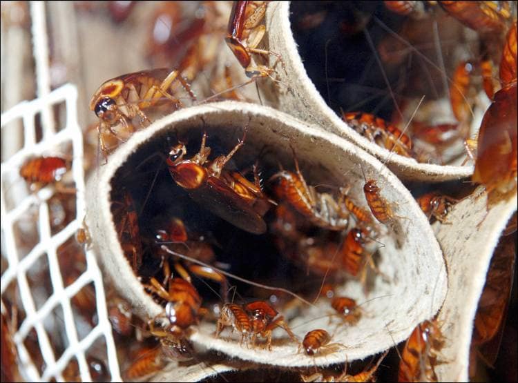 इस देश के लोग पीते हैं कॉक्रोच सूप, बनती है दवा, रहते हैं स्वस्थ