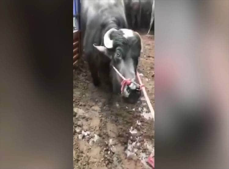 प्रेग्नेंट भैस को ले जा रहा था कसाई, फिर ऐसे बची जान