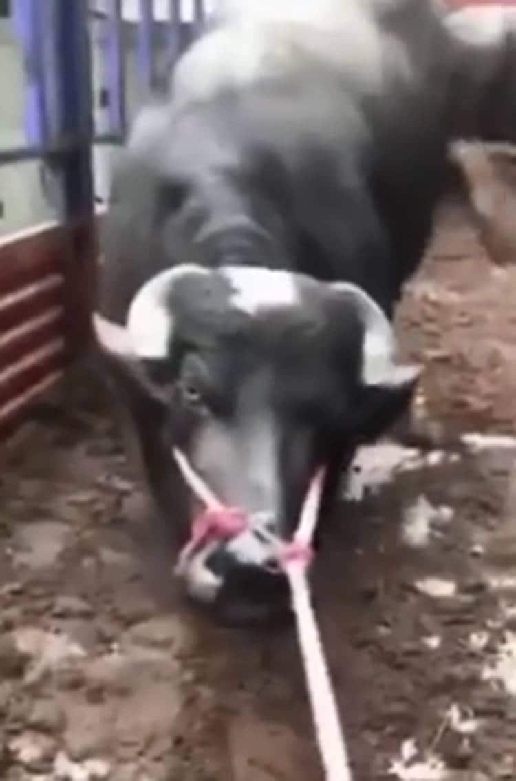 प्रेग्नेंट भैस को ले जा रहा था कसाई, फिर ऐसे बची जान