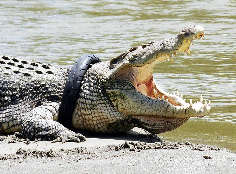 सरकार की घोषणा, मगरमच्छ के गले से टायर निकालो और इनाम पाओ