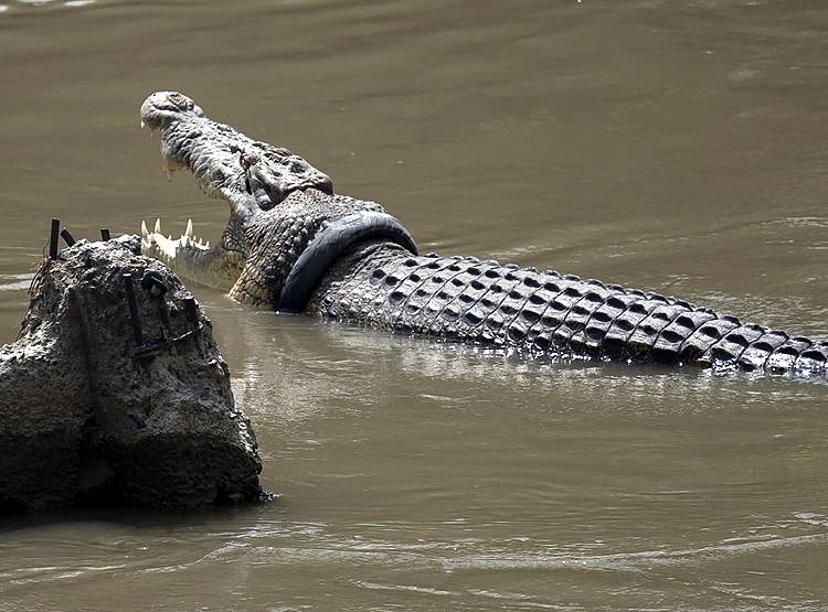 सरकार की घोषणा, मगरमच्छ के गले से टायर निकालो और इनाम पाओ