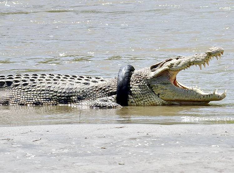 सरकार की घोषणा, मगरमच्छ के गले से टायर निकालो और इनाम पाओ