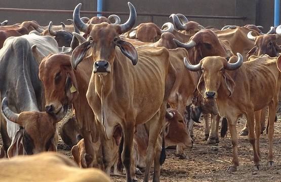 यूपी में जिंदा गायों को खा रहे कुत्ते, बेहद बुरे हाल में गौशालाएं