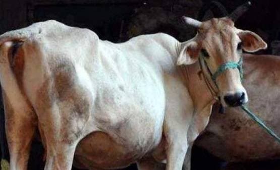 यूपी में जिंदा गायों को खा रहे कुत्ते, बेहद बुरे हाल में गौशालाएं