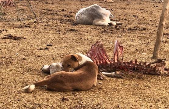 यूपी में जिंदा गायों को खा रहे कुत्ते, बेहद बुरे हाल में गौशालाएं