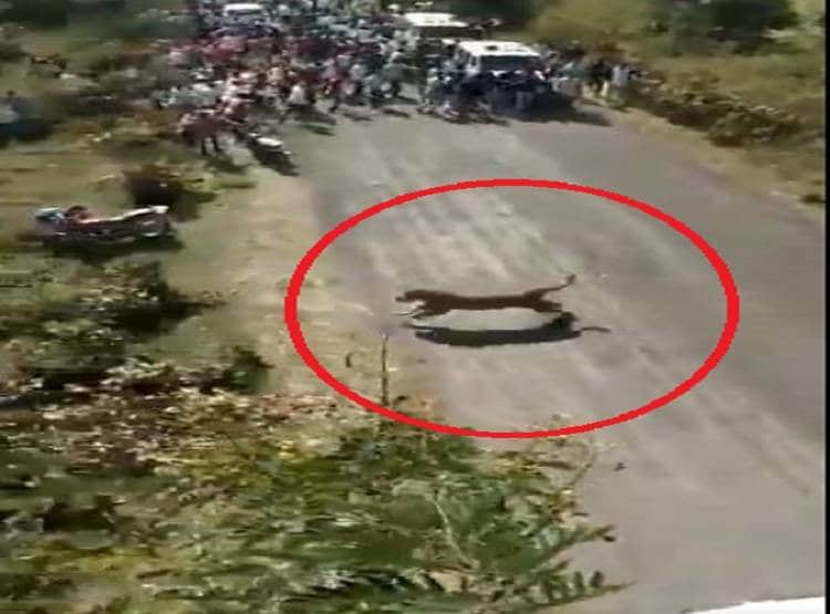 बाघ सामने आया तो शख्स ने किया मरने का नाटक...और ऐसे बची जान