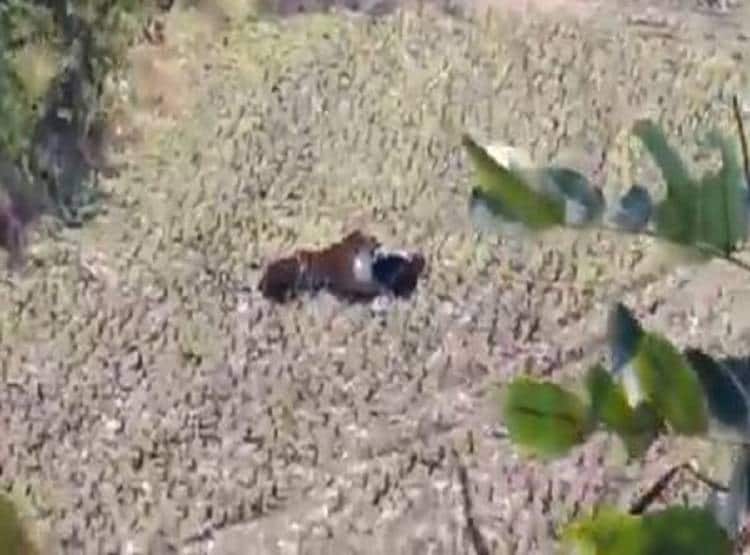 बाघ सामने आया तो शख्स ने किया मरने का नाटक...और ऐसे बची जान