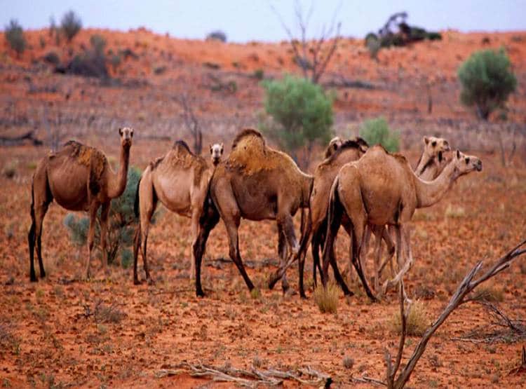 ऑस्ट्रेलिया में 10 हजार ऊंटों को उतारा जाएगा मौत के घाट, जानें वजह