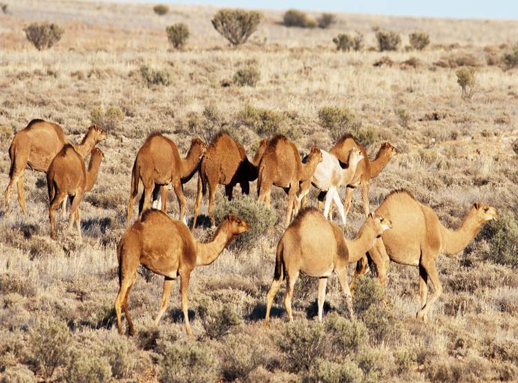ऑस्ट्रेलिया में 10 हजार ऊंटों को उतारा जाएगा मौत के घाट, जानें वजह
