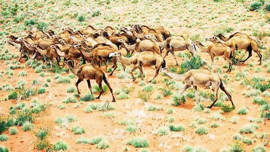 ऑस्ट्रेलिया में 10 हजार ऊंटों को उतारा जाएगा मौत के घाट, जानें वजह