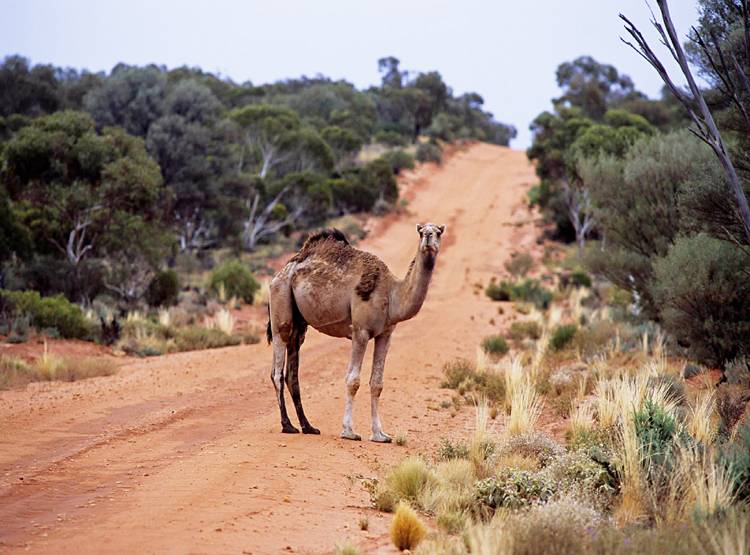ऑस्ट्रेलिया में 10 हजार ऊंटों को उतारा जाएगा मौत के घाट, जानें वजह