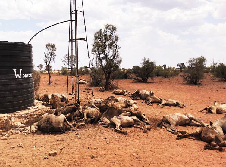 ऑस्ट्रेलिया में 10 हजार ऊंटों को उतारा जाएगा मौत के घाट, जानें वजह