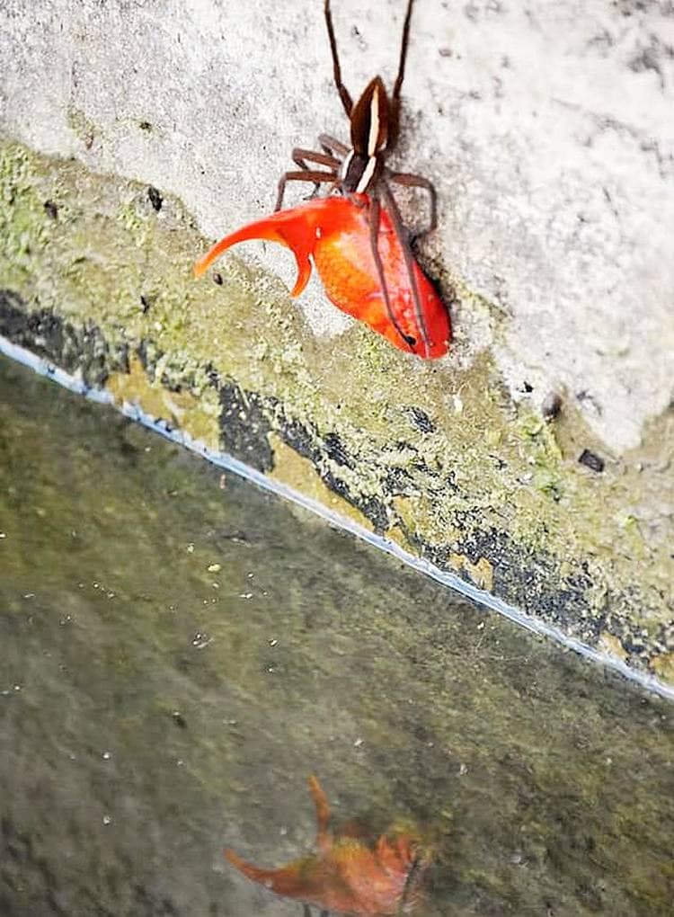 गर्लफ्रेंड को इंप्रेस करने को लाया था गोल्डफिश, मकड़ी ने किया शिकार