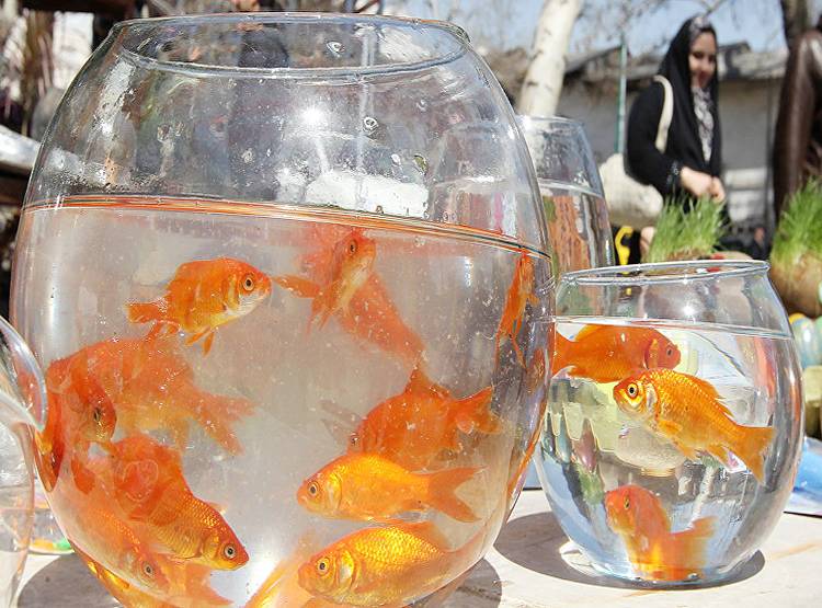 गर्लफ्रेंड को इंप्रेस करने को लाया था गोल्डफिश, मकड़ी ने किया शिकार