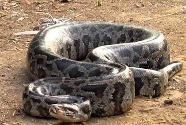 जब 20 फुट लंबे अजगर ने रोकी तेज रफ्तार ट्रेन की चाल, हैरत में लोग